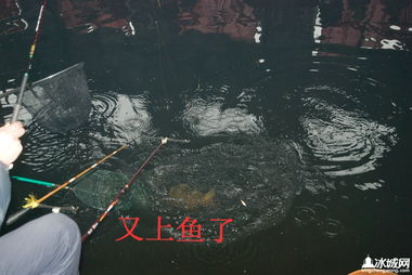 漁具流轉(zhuǎn)新篇章 首屆二手漁具買賣置換交易大會圓滿落幕